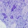 13 Artifact - Dark Cell Change sympathetic ganglion (Rabbit 1) Plastic 3