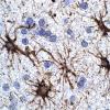 3A5 Astrocytes, WM (Case 9) GFAP 4