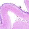 1A2 Circumventricular Organ (CVO, ZOO Jaguar) H&E 3