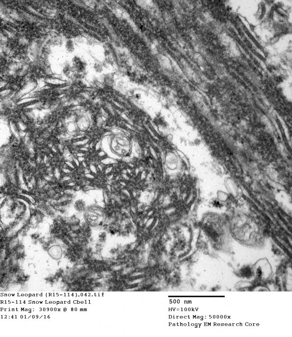 2A2 Inclusions, Purkinje Cells, Snow Leopard (R15-114) EM 42