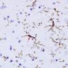 4A3 Microglia (Case 2) CD45 2