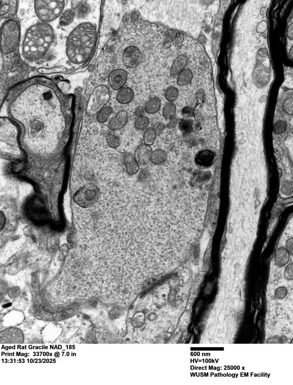 18Q1 Aged Rat Gracile NAD_185 - Copy