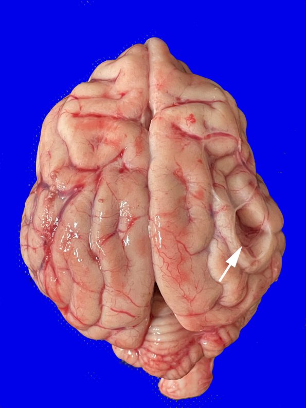 12A1 African painted dog A copy