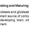 0A Migrating & Maturing Neuroblasts-Glioblasts