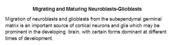 0A Migrating & Maturing Neuroblasts-Glioblasts