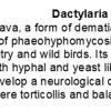 0A Dactylaria gallopava text.doc