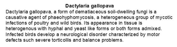 0A Dactylaria gallopava text.doc