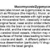0A Mucormycosis-Zygomycosis text
