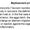 0A Baylisascaris procyonis (ZOO 18665) H&E 9A