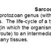 0A Sarcocystis