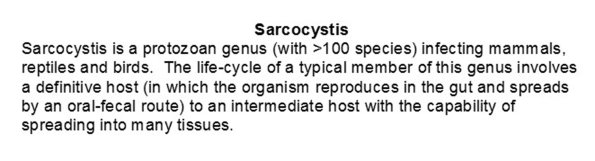 0A Sarcocystis