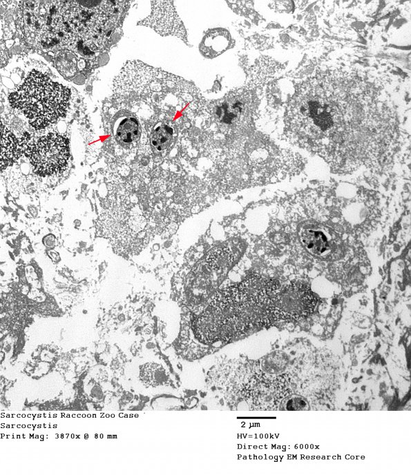 2A2 Sarcocystis Raccoon Zoo Case (R14-98)_024 - Copy a