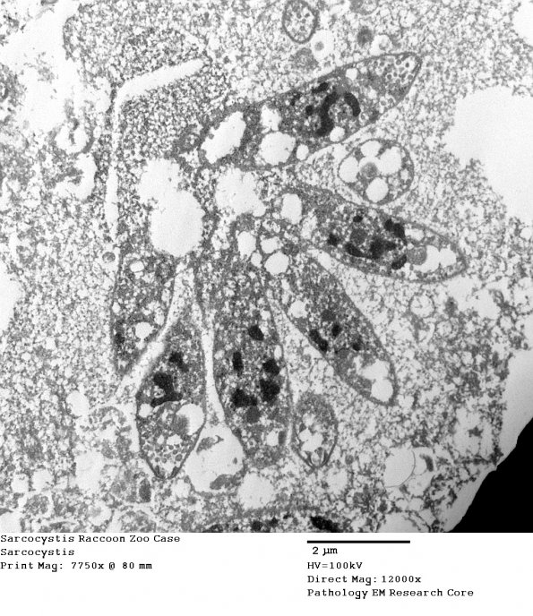 2A3 Sarcocystis Raccoon Zoo Case (R14-98)_027 - CopyA