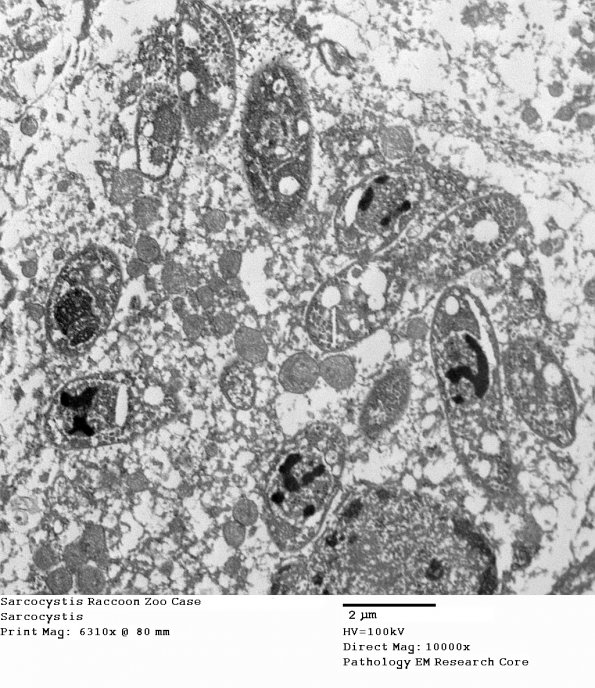 2A4 Sarcocystis Raccoon Zoo Case (R14-98)_021 - Copy