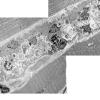 10C1A (Case 10) EM014 - Copy