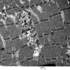 4B3A (Case 4) Muscle_010 - Copy