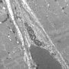2M1B (Case 2) TRI EM 005 - Copy