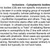 0A Inclusions - Cytoplasmic bodies - Text