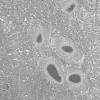 1E3 (Case 1) EM067 - Copy