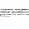 0A Inclusions - Fibrous (Filamentous) Bodies