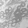 2A1C (Case 2) EM009 - Copy