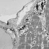 18B1F (Case 18) Muscle_024 - Copy