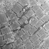 23A2A (Case 23) Muscle_013 - Copy