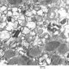 4F1A2 Case 4_021 - Copy