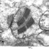 4F1D (Case 4)_017 - Copy