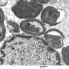4F5A Case 4_024 - Copy
