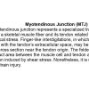 0A Myotendinous Junction - Text