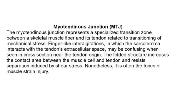 0A Myotendinous Junction - Text
