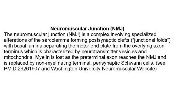 0A Neuromuscular Junction (NMJ)