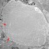 1G10A (Case 1) Muscle_014 copy - Copy