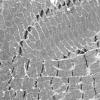 1G2B (Case 1) Muscle_041 - Copy