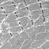 1G3B (Case 1) Muscle_035 - Copy