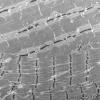 1G7B (Case 1) Muscle_045 - Copy