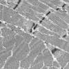 1G8B (Case 1) Muscle_038 - Copy