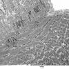 4A1-Case-4-EM082.jpg