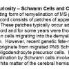 0A - Schwannian Remyelination - Text