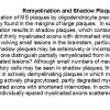 0A Remyelination & Shadow Plaques - Text