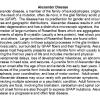 0A Alexander Disease - Text