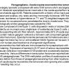 0A Paraganglioma - Cauda equina neuroendocrine tumor - Text