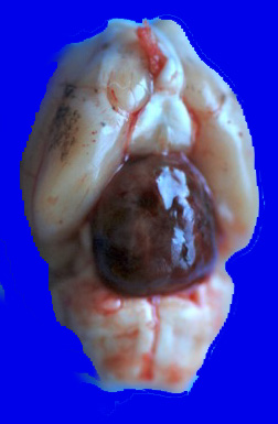 9A Pituitary Adenoma (Zoo Case)