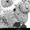 4J3 PA, Pluri (Case 4) EM 2 - Copy