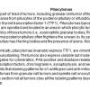 0A TTF-1 Positive sellar tumor - Pituicytoma - Text