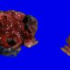 14B Hemangioblastoma (Case 14)-gross-3