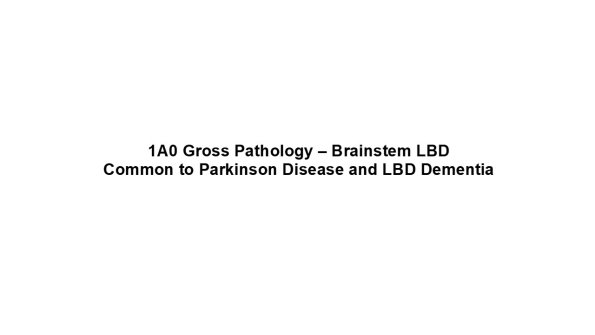 1A0 Gross Pathology – Brainstem LBD