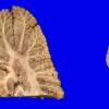 1A2 MSA (Case 1) Gross_5