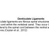 0A Denticulate ligament - Text